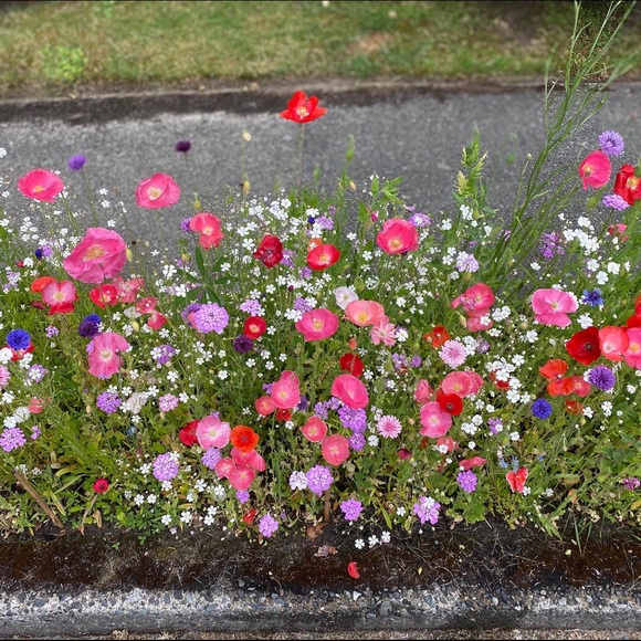 Meet your Posher, Tish - Picture 1 of 1